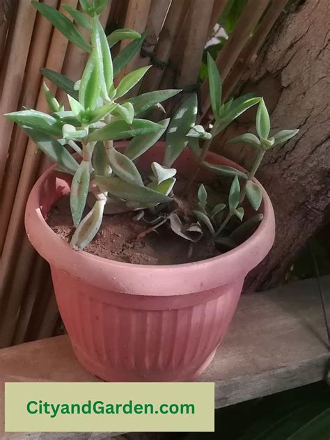 Happy Bean Peperomia Plant Is Dying! Solution - City and Garden