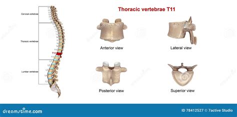 Thoracic vertebrae T11 stock illustration. Illustration of medical ...