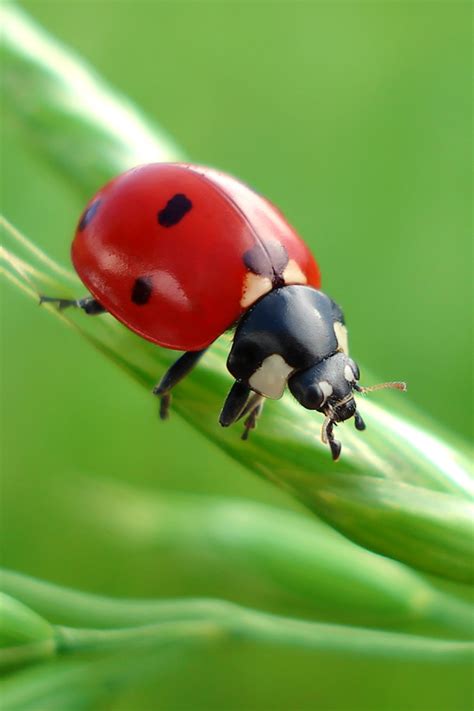 Green Ladybug