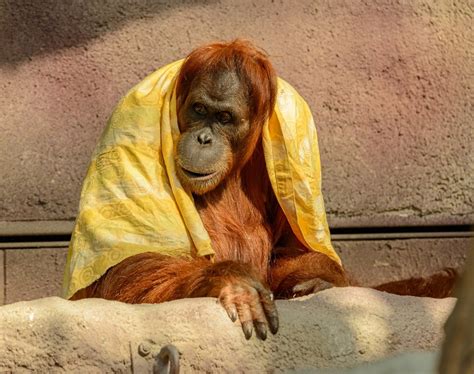 Orangutan Goes Viral for Wearing Sunglasses after They Fall Into Its ...