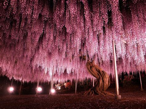 This 144-Year-Old Wisteria Is The Largest Of Its Kind In Japan