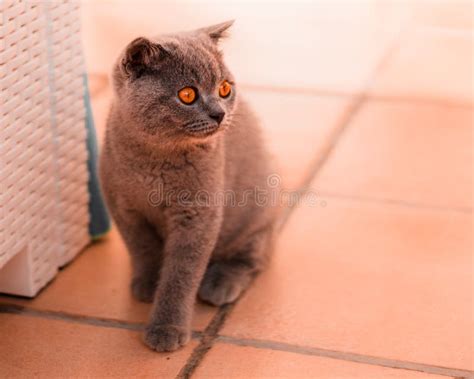 Beautiful Scottish Fold Kitten. Small Blue Scottish Fold Playing. Cute ...