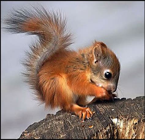 Baby squirrel - silopesoho