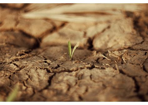 Drought Stress in Plants: Effective Solutions | Plant Ditech