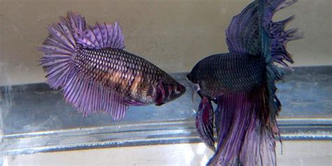 Betta Fish Series - Breeding Betta Fish | The Aquarium Guide