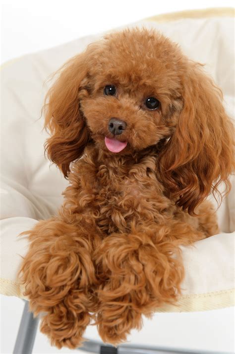 Toy Poodle Haircuts Pictures - Huxtable The Poodle | Toy Poodle Blog ...