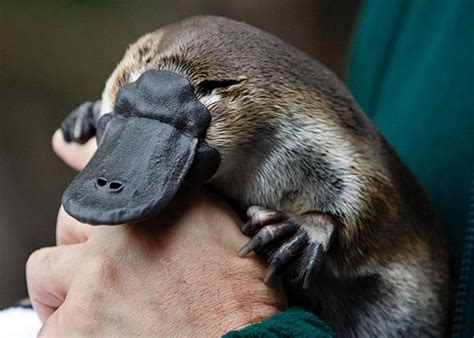 Platypus venom: painful, immediate, long-lasting, impervious to ...