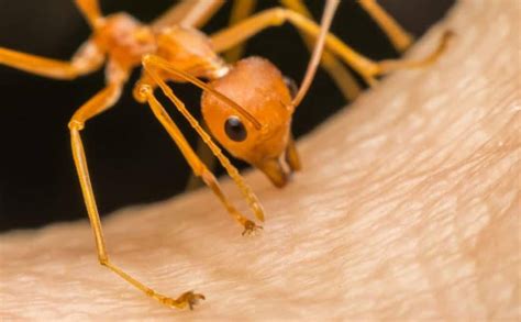 Fire Ant Bite Treatment - How To Treat A Painful Fire Ant Bite