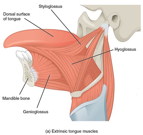 Tongue muscles, Tongue tie, Anatomy and physiology