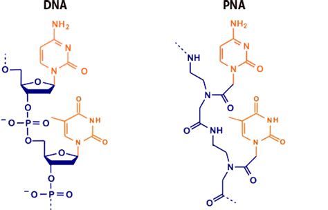 Peptide Nucleic Acids (PNAs) Custom Synthesis