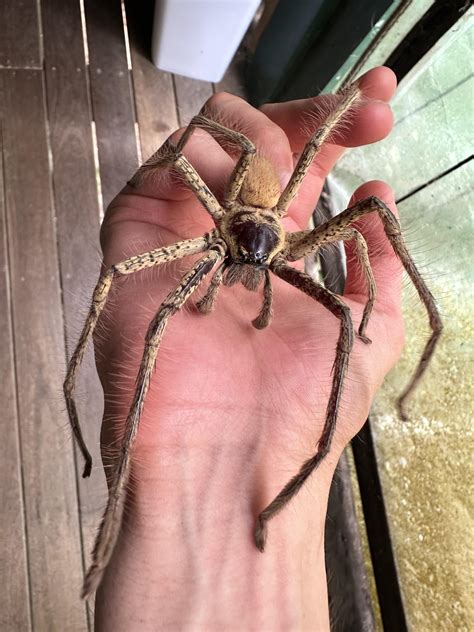 Golden huntsman. The biggest huntsman spider in Australia, occasionally ...