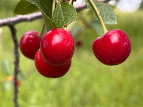 Montmorency Cherry — Roots to Fruits Nursery