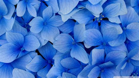 🔥 [40+] Blue Hydrangea Wallpapers | WallpaperSafari