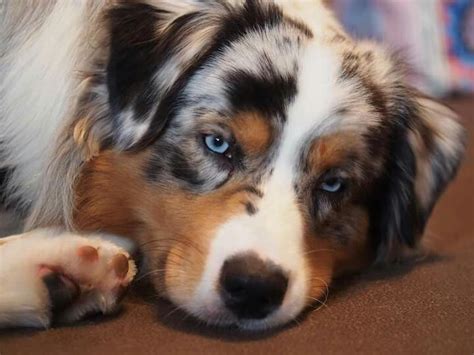 a close up of a dog laying on the ground with it's head resting on its paws