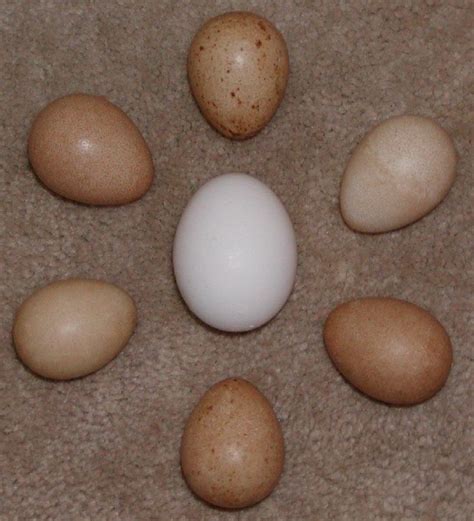 Anyone have pic's of there Guineas eggs, Found a odd egg.