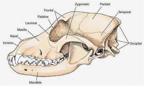 Dog skull anatomy: basic and interesting Facts | Dog skull, Dog anatomy ...