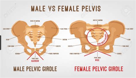 15 Structural Difference Between Male And Female Pelvis - VIVA DIFFERENCES