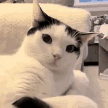 Cat Cats GIF - Cat Cats Cat Watch - Discover & Share GIFs