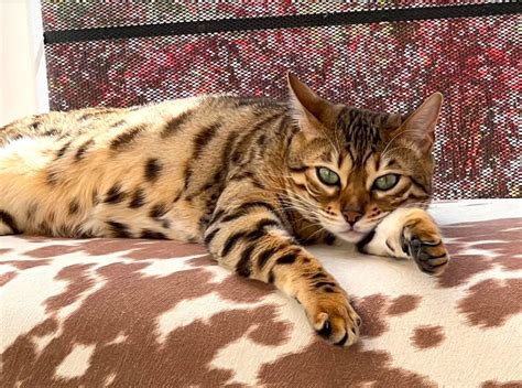 Gorgeous Bengal Female Cat TICA Reg Born 12 02 2020 spayed and ...