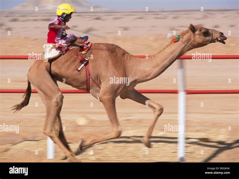 Camel Racing Child Jockeys