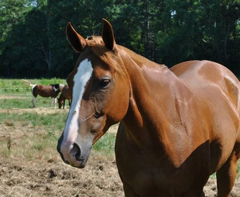 Horse Breeds - Gaston Farm Equestrian Center