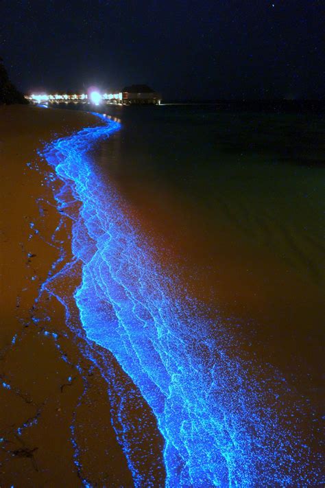 Bioluminescent Plankton : r/interestingasfuck