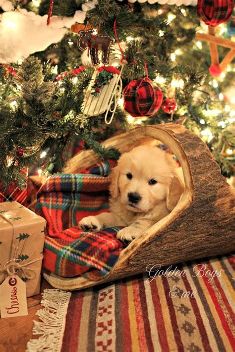 Golden Retriever puppy under Christmas tree in log basket with plaid ...