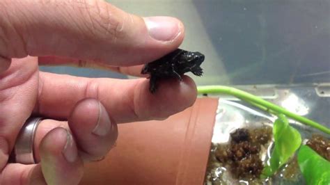 Worlds Smallest Turtle Species