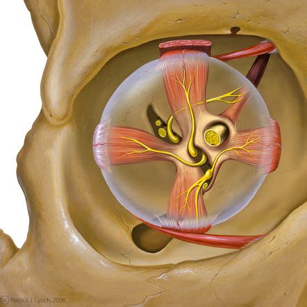 Superior Orbital Fissure Radiology