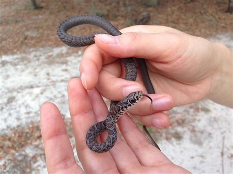 Can anyone help me identify this snake on the patio? I let it go but ...