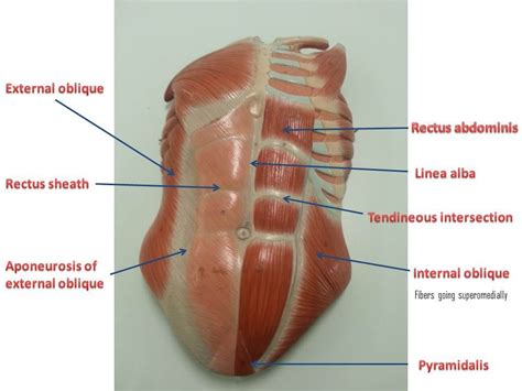 Abdominal muscles-Lumbosacral Plexus- Gluteal region | Muscle diagram ...