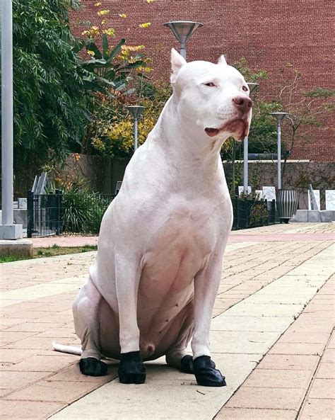 Dogo Pit (Dogo Argentino & Pitbull Mix) Info, Pictures, Facts, FAQs & More