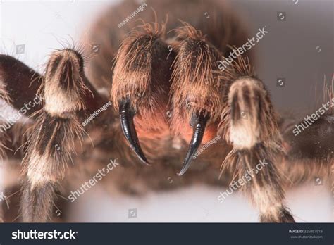 How Long Are Tarantula Fangs? (Facts & Example) – Nature Blog Network