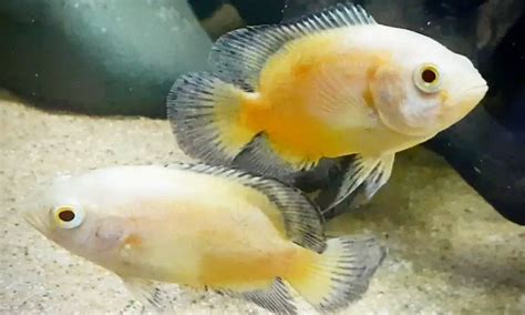 Lemon Oscar (Astronotus ocellatus) Care Guide & Species Profile