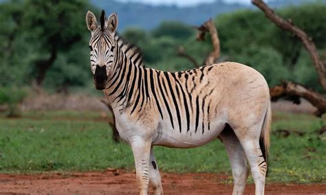 The Extinct Zebra: Discover the Story of the Quagga - A-Z Animals