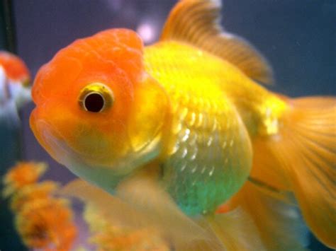 Oranda Goldfish: Complete Guide to Care, Breeding, Tank Size and ...