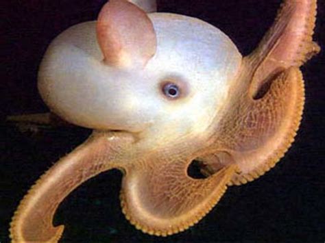 Dumbo Octopus: Fun Facts, Pictures & Information | hubpages