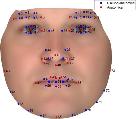 Anatomical Landmarks Of The Face