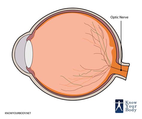 The optic nerve is the second nerve out of the twelve cranial nerves ...