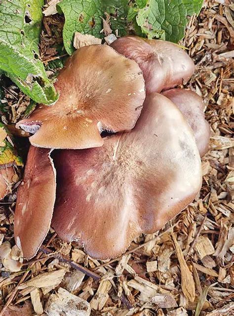 How mushrooms can transform the soil in your garden