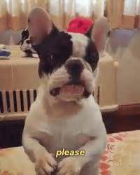 Begging Dog Gif