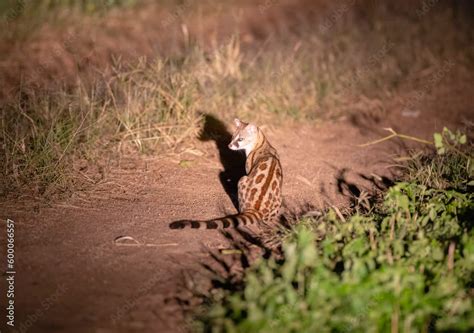 Rare sighting of a Genet seen under flashlight in natural African ...