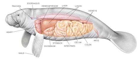 Digestive/Reproductive Systems - ManateeWorld