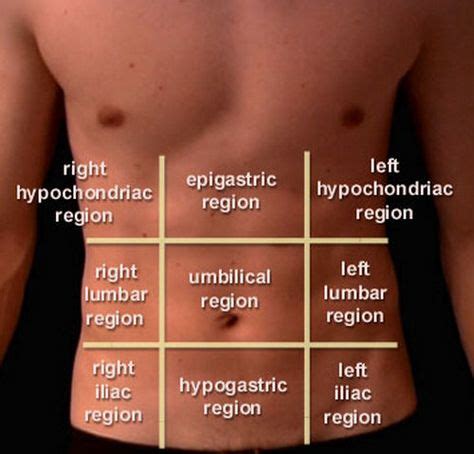 abdominal nine regions or areas | HEALTH | Abdominal pain, Acupressure ...