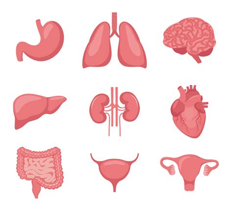 Human organ set. Heart, brain, lungs, liver, stomach, intestines ...