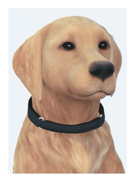 🍁 DOWNLOAD: SIMFILESHARE | Dog accessories collar, Dog accessories, Dog cat