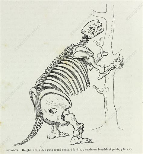 Mylodon skeleton, artwork - Stock Image - C010/1925 - Science Photo Library