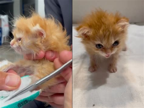 Viral Kitten Tater Tot Has Died, As Fans Pay Heartfelt Tribute