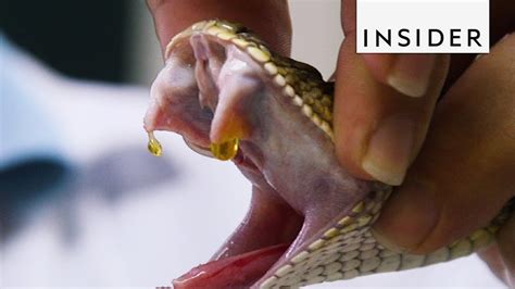 How Venom is Extracted from Snakes - YouTube