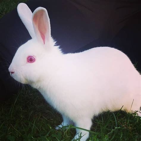 Love this little guy #bunny #albino #stewart #precious #love | Albino ...